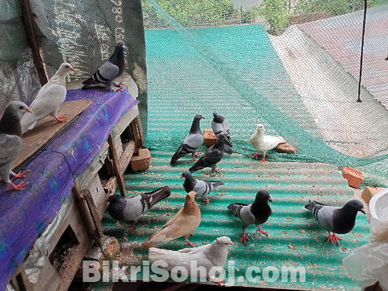 বৈচিত্র্যময় কবুতর বিক্রি